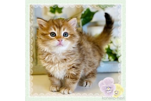 成約済の大阪府のサイベリアン-72805