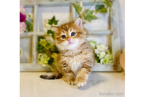 成約済の大阪府のサイベリアン-72805の3枚目