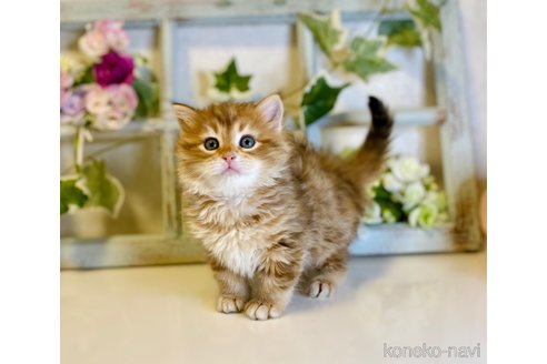 成約済の大阪府のサイベリアン-72805の2枚目