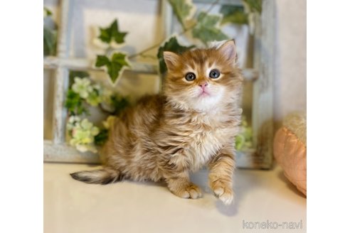 成約済の大阪府のサイベリアン-72805の4枚目