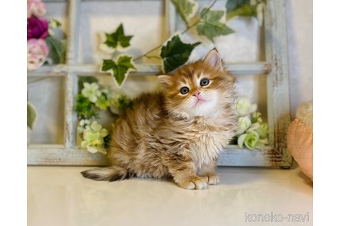 成約済の大阪府のサイベリアン-72805の7枚目