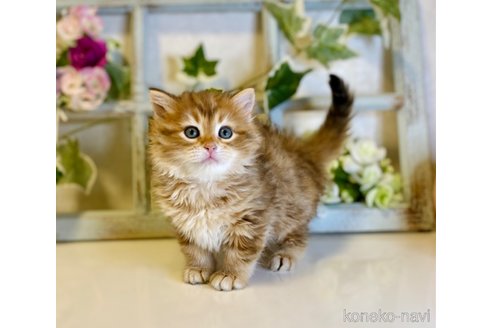 成約済の大阪府のサイベリアン-72805の6枚目