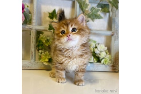 成約済の大阪府のサイベリアン-72805の5枚目