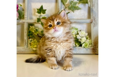 成約済の大阪府のサイベリアン-72805の8枚目