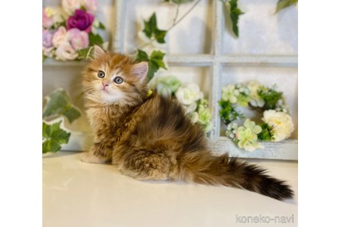 成約済の大阪府のサイベリアン-72807の2枚目