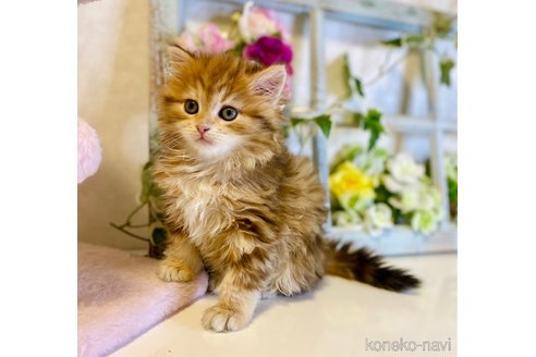 成約済の大阪府のサイベリアン-72807の3枚目