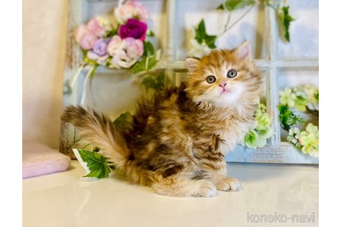 成約済の大阪府のサイベリアン-72807の9枚目