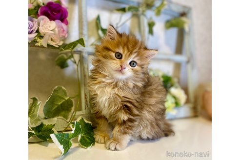 成約済の大阪府のサイベリアン-72807の8枚目