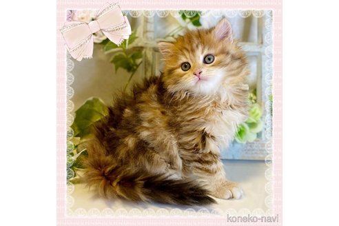 成約済の大阪府のサイベリアン-72807