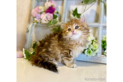 成約済の大阪府のサイベリアン-72807の6枚目