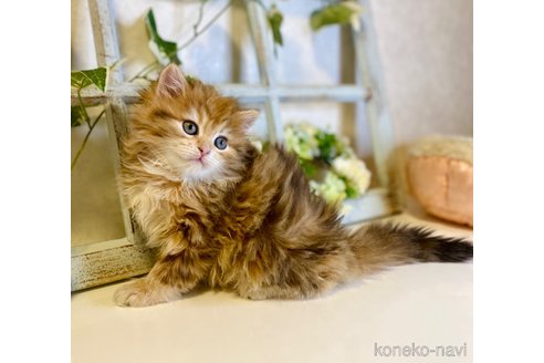 成約済の大阪府のサイベリアン-72807の7枚目