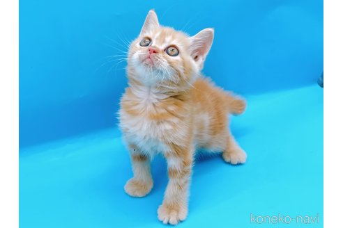 成約済の東京都のマンチカン-73570の4枚目