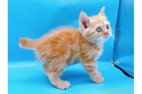 成約済の東京都のマンチカン-73570の5枚目