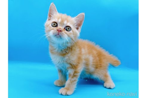 成約済の東京都のマンチカン-73570の6枚目