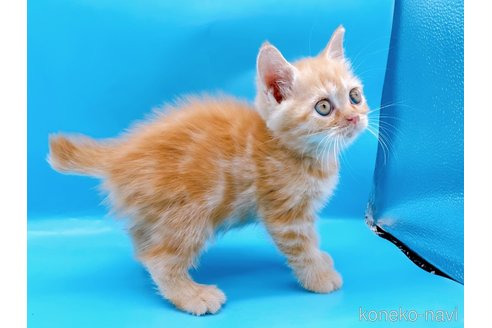 成約済の東京都のマンチカン-73570の7枚目