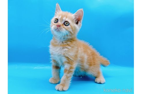 成約済の東京都のマンチカン-73570の8枚目