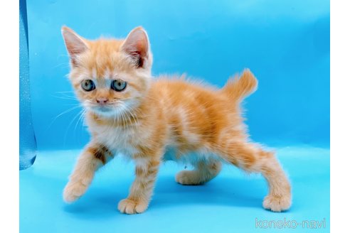 成約済の東京都のマンチカン-73570の2枚目