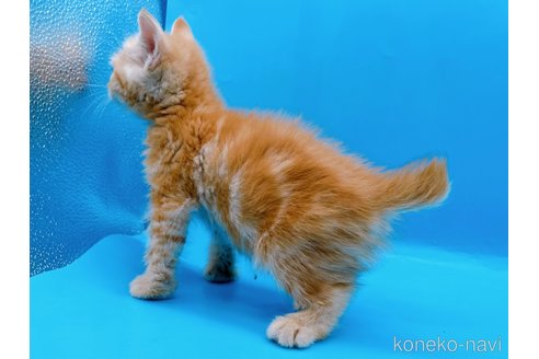 成約済の東京都のマンチカン-73570の3枚目