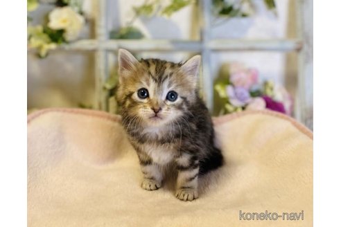 成約済の大阪府のサイベリアン-73583の2枚目