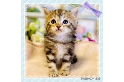 成約済の大阪府のサイベリアン-73583の1枚目