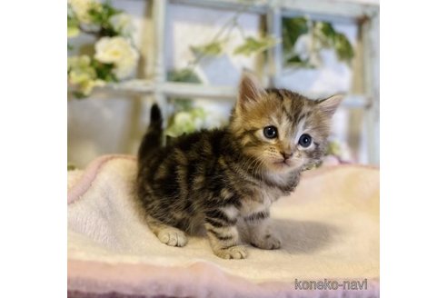 成約済の大阪府のサイベリアン-73583の3枚目