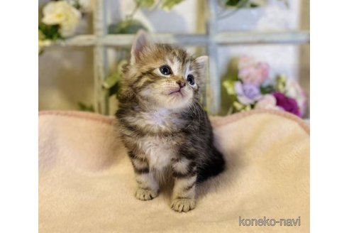 成約済の大阪府のサイベリアン-73583の5枚目