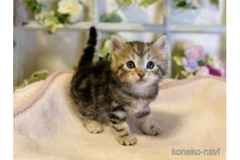 成約済の大阪府のサイベリアン-73583の6枚目