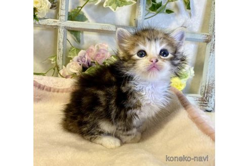 成約済の大阪府のサイベリアン-73584の2枚目