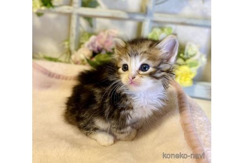 成約済の大阪府のサイベリアン-73584の3枚目