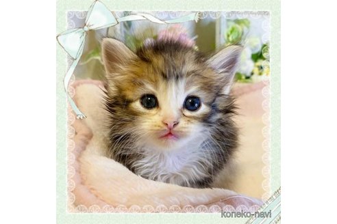 成約済の大阪府のサイベリアン-73584の1枚目