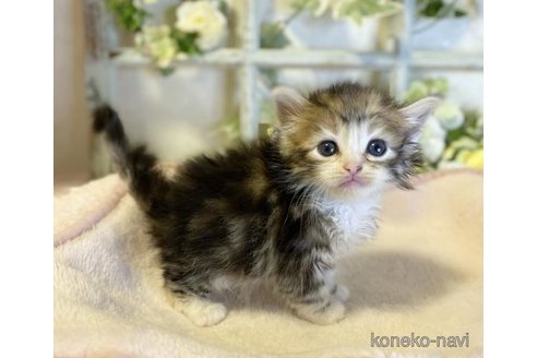 成約済の大阪府のサイベリアン-73584の4枚目