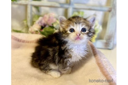 成約済の大阪府のサイベリアン-73584の5枚目