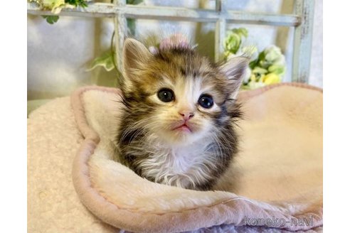 成約済の大阪府のサイベリアン-73584の6枚目