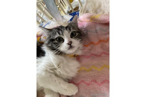 成約済の神奈川県のマンチカン-68891の4枚目