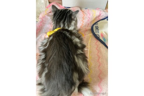 成約済の神奈川県のマンチカン-68891の2枚目