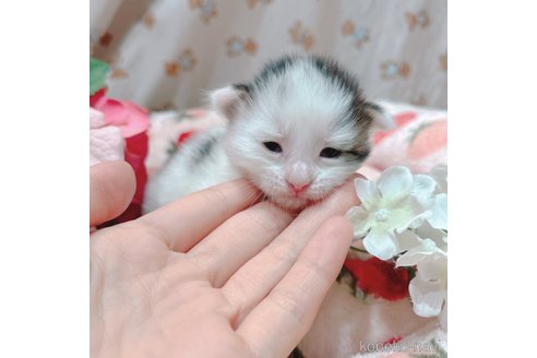 成約済の広島県のミックス-73622の10枚目