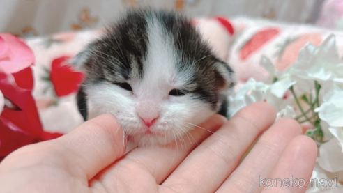 成約済の広島県のその他の猫種-73623の4枚目