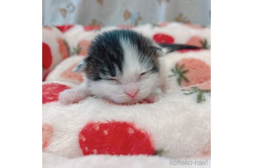 成約済の広島県のその他の猫種-73623の3枚目