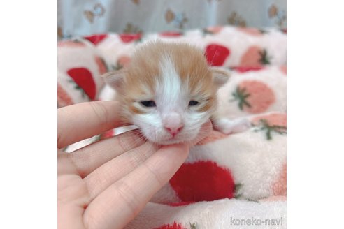 成約済の広島県のその他の猫種-73624の3枚目