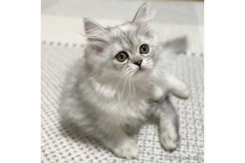 成約済の愛知県のミヌエット-70201の26枚目