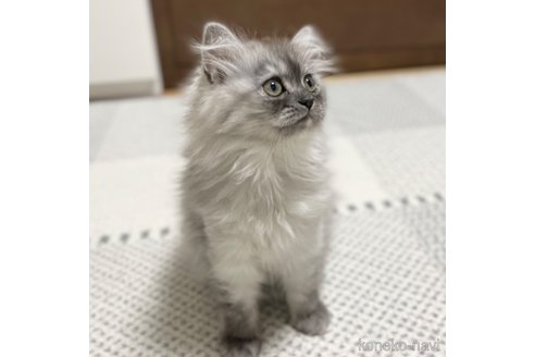 成約済の愛知県のミヌエット-70200の3枚目
