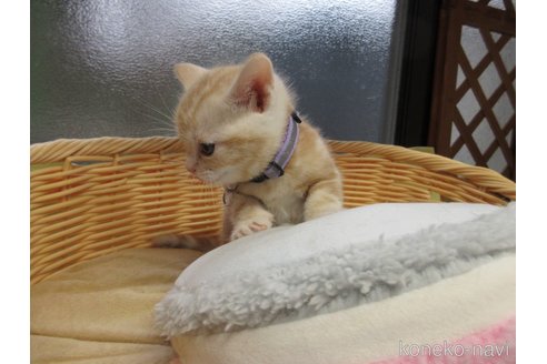成約済の千葉県のアメリカンショートヘア-73662の19枚目