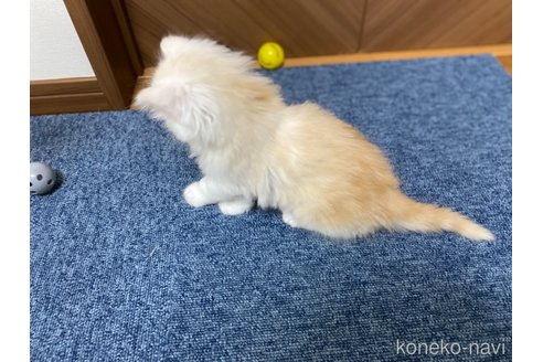 成約済の千葉県のサイベリアン-72564の13枚目