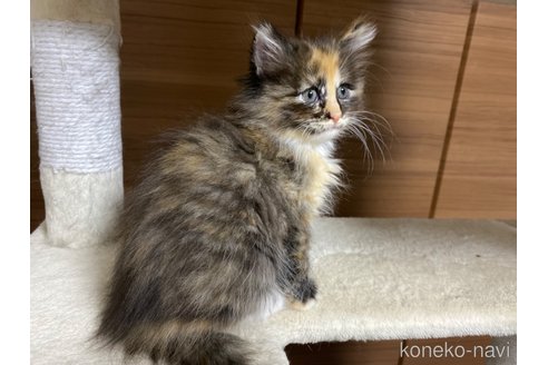 成約済の千葉県のサイベリアン-72550の40枚目