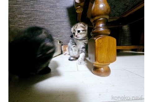 成約済の福岡県のマンチカン-73696の6枚目