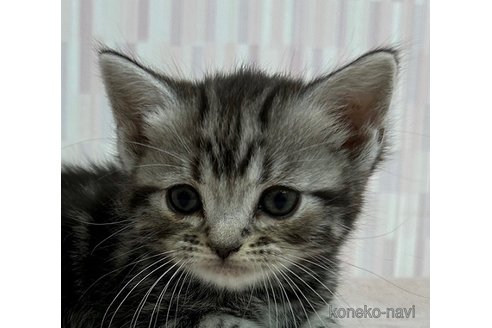成約済の千葉県のアメリカンショートヘア-73738の2枚目