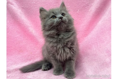 成約済の神奈川県のサイベリアン-71107の6枚目