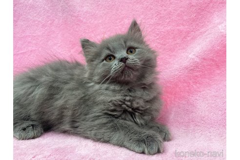 成約済の神奈川県のサイベリアン-71107の5枚目