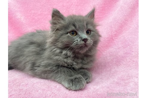 成約済の神奈川県のサイベリアン-71107の3枚目