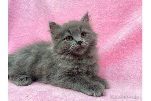 成約済の神奈川県のサイベリアン-71107の2枚目